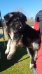 Small Photo #3 German Shepherd Dog Puppy For Sale in ELGIN, SC, USA