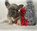 Small Photo #1 French Bulldog Puppy For Sale in CEDAR LANE, PA, USA