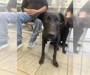 Labrador Retriever-Unknown Mix Dogs for adoption in San Antonio, TX, USA