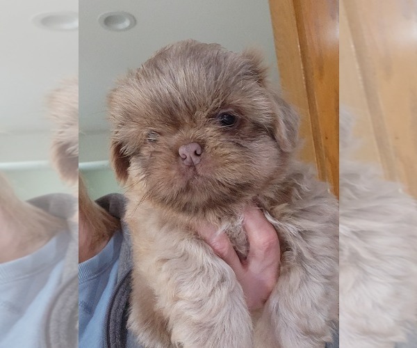 Medium Photo #1 Shih Tzu Puppy For Sale in CARROLLTON, OH, USA