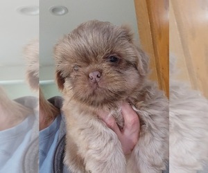 Shih Tzu Puppy for sale in CARROLLTON, OH, USA