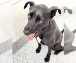 Small #3 Labrador Retriever Mix