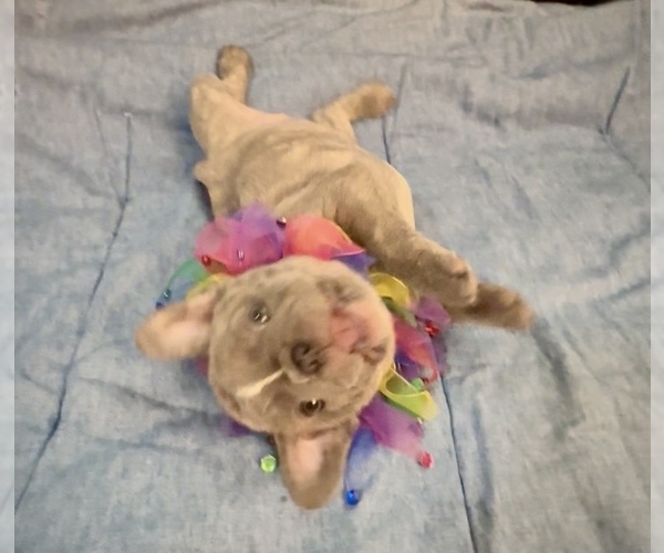 Medium Photo #13 French Bulldog Puppy For Sale in ORANGE, TX, USA