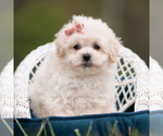 Puppy Trixie Maltipoo (Miniature)