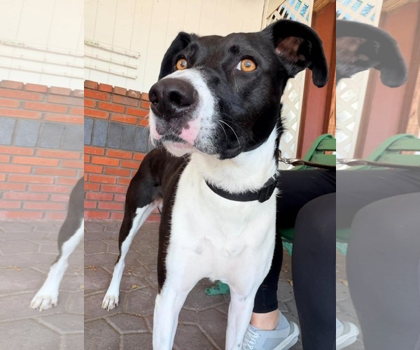 Medium Photo #7 Lab-Pointer Puppy For Sale in San Diego, CA, USA
