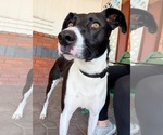 Small Photo #7 Lab-Pointer Puppy For Sale in San Diego, CA, USA