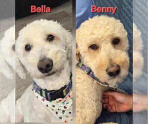 Mutt Dogs for adoption in Cliffwood, NJ, USA