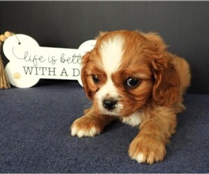Cavalier King Charles Spaniel Puppy for sale in CARLISLE, KY, USA