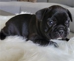 Small Photo #5 French Bulldog Puppy For Sale in RCH CUCAMONGA, CA, USA