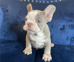 French Bulldog Puppy for sale in ATLANTA, GA, USA