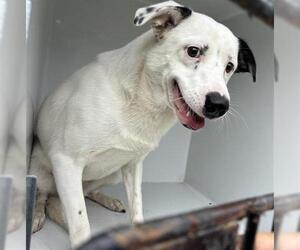Border Collie Dogs for adoption in Houston, TX, USA