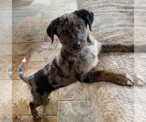 Australian Shepherd-German Shepherd Dog Mix Dogs for adoption in Lakewood, CO, USA