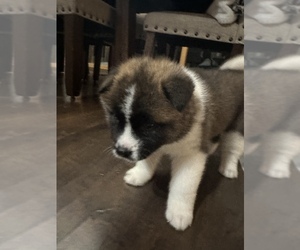 Akita Puppy for sale in HAZELHURST, WI, USA