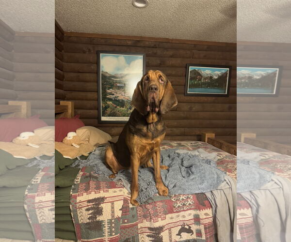 Medium Photo #3 Bloodhound Puppy For Sale in Coralville, IA, USA