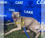 Small American Pit Bull Terrier-American Staffordshire Terrier Mix