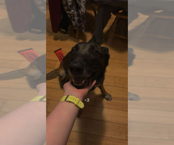 Medium Photo #4 Mutt Puppy For Sale in Imlay City, MI, USA