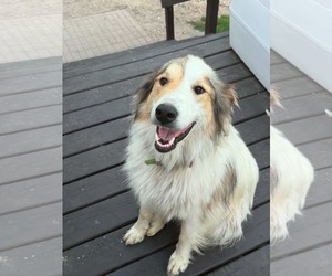 Pyrenees Border Collie Dogs for adoption in Crystal, MN, USA
