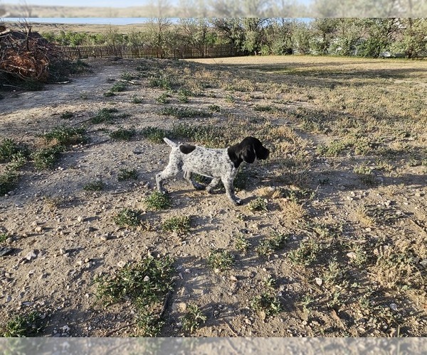 Medium Photo #11 German Shorthaired Pointer Puppy For Sale in EVANSVILLE, WY, USA