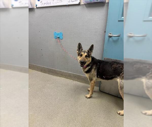 Medium Photo #1 German Shepherd Dog-Unknown Mix Puppy For Sale in Las Vegas, NV, USA