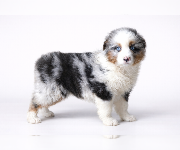 Medium Photo #2 Australian Shepherd Puppy For Sale in CLARE, MI, USA
