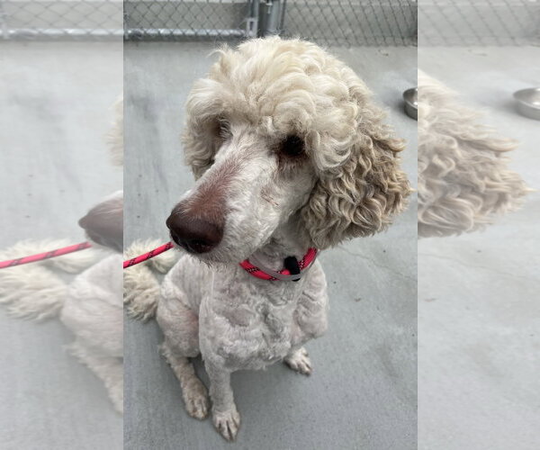 Medium Photo #2 Poodle (Standard) Puppy For Sale in Salinas, CA, USA