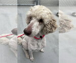 Small #1 Poodle (Standard)