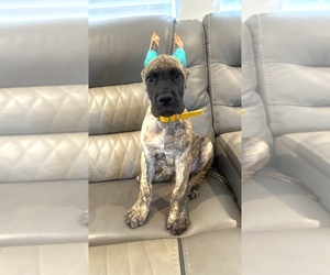 Great Dane Puppy for sale in SAINT GEORGE, UT, USA