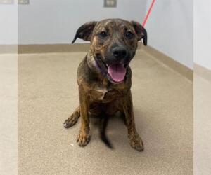 American Staffordshire Terrier Dogs for adoption in Aurora, CO, USA