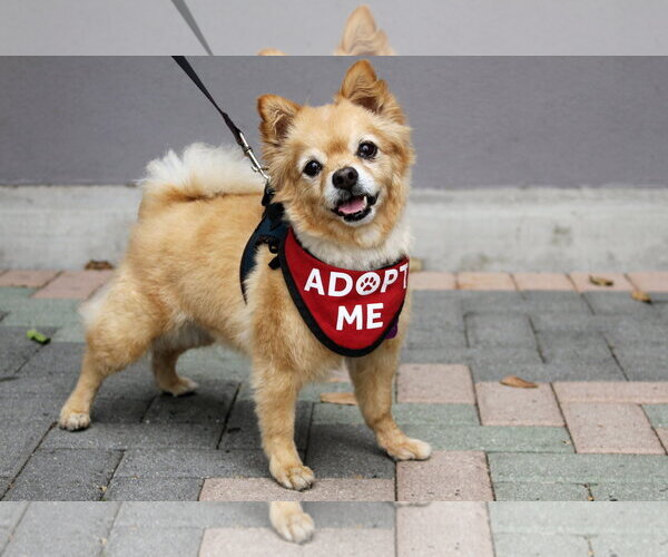 Medium Photo #2 Chiranian Puppy For Sale in Mission Viejo, CA, USA