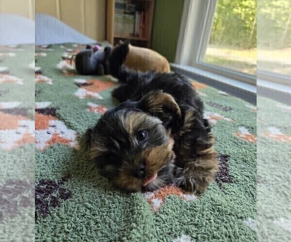 Medium Photo #29 Yorkshire Terrier Puppy For Sale in RHOADESVILLE, VA, USA