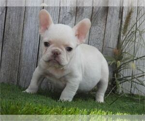 Medium French Bulldog