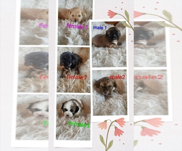 Medium Photo #1 Maltese-Silky Cocker Mix Puppy For Sale in WOBURN, MA, USA