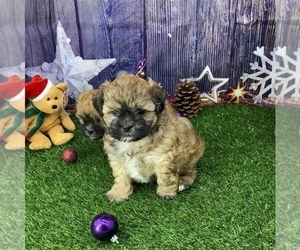 ShihPoo Puppy for sale in CASSVILLE, MO, USA