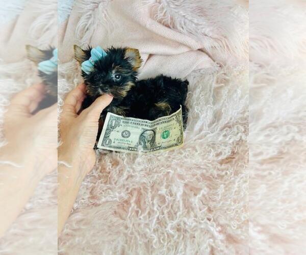 Medium Photo #3 Yorkshire Terrier Puppy For Sale in JACKSONVILLE, FL, USA