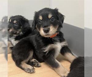 Golden Retriever-Unknown Mix Dogs for adoption in San Martin, CA, USA