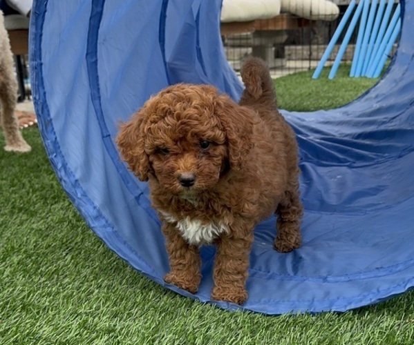 Medium Photo #1 Goldendoodle (Miniature) Puppy For Sale in APTOS, CA, USA