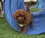 Puppy 2 Goldendoodle (Miniature)