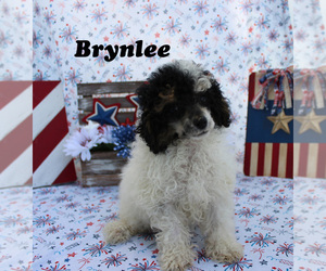Poodle (Toy) Puppy for sale in CHANUTE, KS, USA