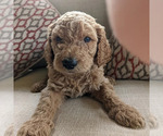 Small Photo #3 Goldendoodle Puppy For Sale in ATLANTA, GA, USA