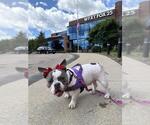 Small Olde Bulldog