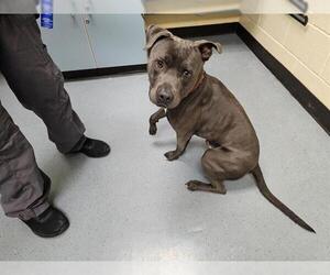 American Pit Bull Terrier-Unknown Mix Dogs for adoption in Denver, CO, USA