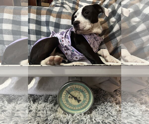 Medium Photo #6 American Pit Bull Terrier-Unknown Mix Puppy For Sale in Germantown, OH, USA