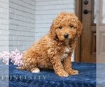 Small #2 Goldendoodle (Miniature)