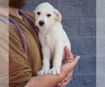 Small #2 Mutt