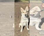 Small #5 German Shepherd Dog-Siberian Husky Mix