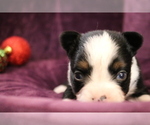Small Photo #2 Australian Shepherd Puppy For Sale in STAFFORD, VA, USA