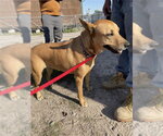 GENA - Female Australian Kelpie-Unknown Mix Dog for Adoption - Small photo
