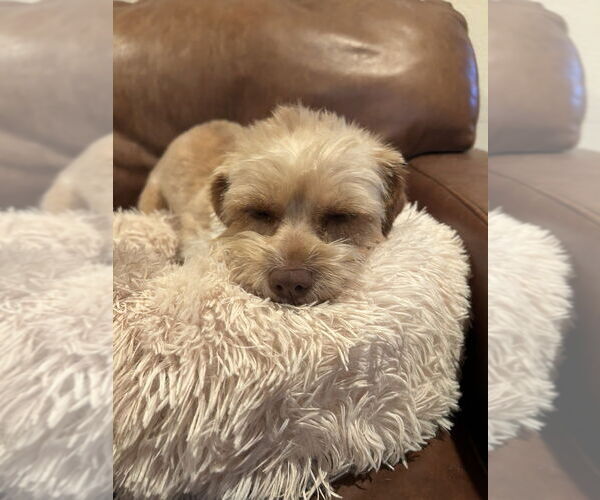 Medium Photo #2 Lhasa Apso Puppy For Sale in San Diego , CA, USA