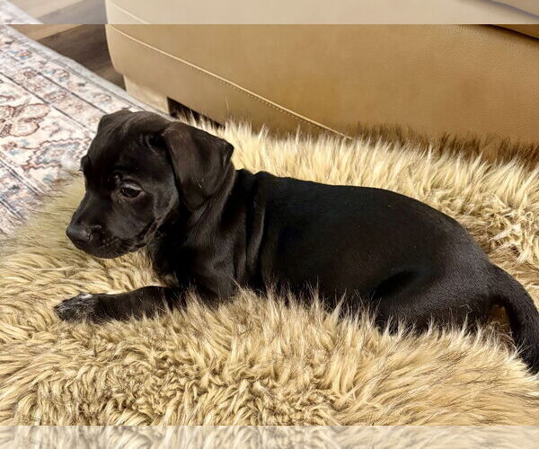 Medium Photo #3 Mutt Puppy For Sale in Brooklyn Center, MN, USA