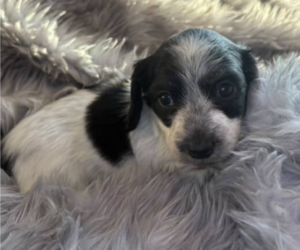 Medium Dachshund